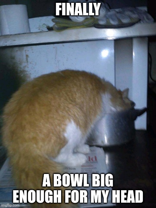 Zeus | FINALLY; A BOWL BIG ENOUGH FOR MY HEAD | image tagged in zeus | made w/ Imgflip meme maker