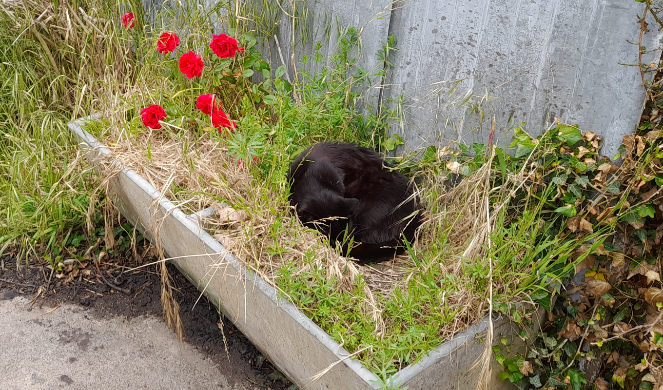 High Quality Black Cats Naps Blank Meme Template