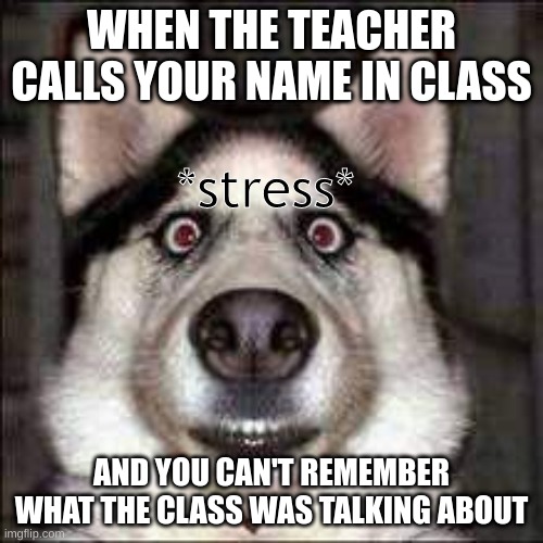 stress | WHEN THE TEACHER CALLS YOUR NAME IN CLASS; *stress*; AND YOU CAN'T REMEMBER WHAT THE CLASS WAS TALKING ABOUT | image tagged in dogs,stress | made w/ Imgflip meme maker