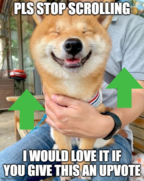Stop Scrolling Please | PLS STOP SCROLLING; I WOULD LOVE IT IF YOU GIVE THIS AN UPVOTE | image tagged in dog,fun | made w/ Imgflip meme maker