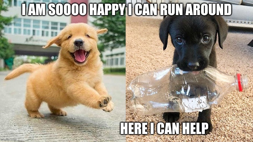 Dog happy and a dog that wanta to help | I AM SOOOO HAPPY I CAN RUN AROUND; HERE I CAN HELP | image tagged in happy dog,helpful dog | made w/ Imgflip meme maker