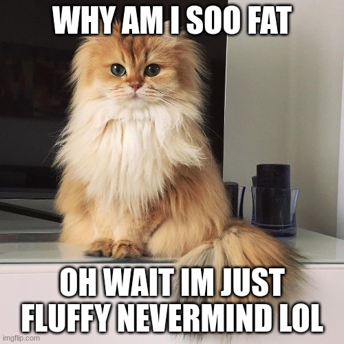 fluffy cat | WHY AM I SOO FAT; OH WAIT IM JUST FLUFFY NEVERMIND LOL | image tagged in fat cat,fluffy cat,cute cat | made w/ Imgflip meme maker