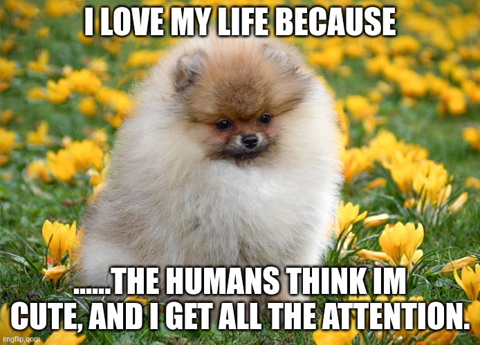 Cute dog | I LOVE MY LIFE BECAUSE; ......THE HUMANS THINK IM CUTE, AND I GET ALL THE ATTENTION. | image tagged in dogs,fluffy | made w/ Imgflip meme maker