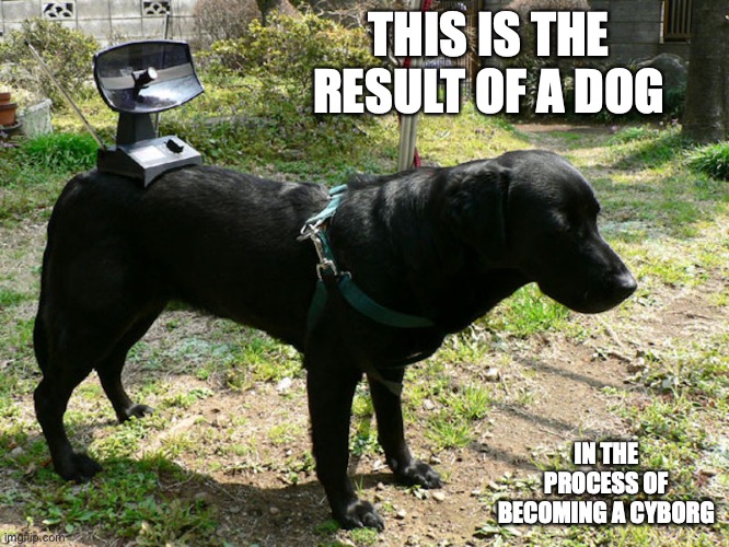 Dog With Antenna | THIS IS THE RESULT OF A DOG; IN THE PROCESS OF BECOMING A CYBORG | image tagged in dog,antenna,memes | made w/ Imgflip meme maker
