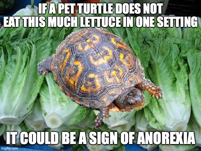 Lettuce Turtle | IF A PET TURTLE DOES NOT EAT THIS MUCH LETTUCE IN ONE SETTING; IT COULD BE A SIGN OF ANOREXIA | image tagged in turtle,lettuce,memes | made w/ Imgflip meme maker