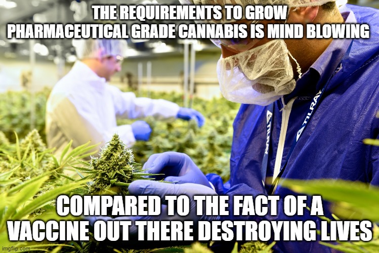 THE REQUIREMENTS TO GROW PHARMACEUTICAL GRADE CANNABIS IS MIND BLOWING; COMPARED TO THE FACT OF A VACCINE OUT THERE DESTROYING LIVES | made w/ Imgflip meme maker