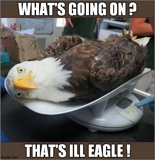 One Confused Bird ! | WHAT'S GOING ON ? THAT'S ILL EAGLE ! | image tagged in eagle,wait that's illegal,visual pun | made w/ Imgflip meme maker