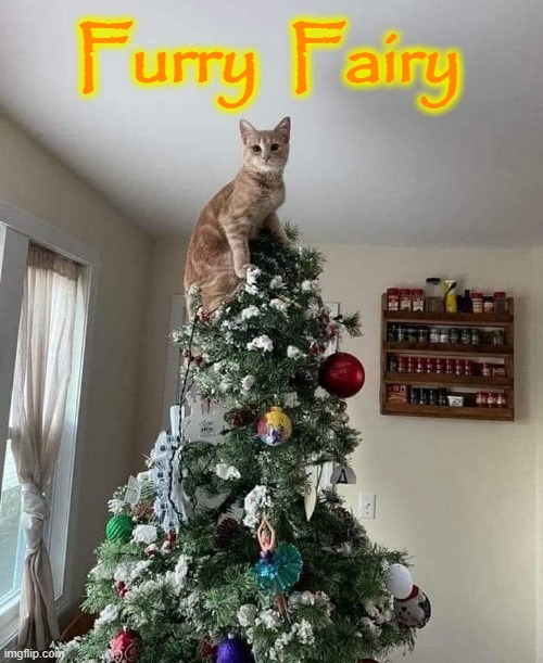 Fairy on the Christmas Tree | Furry  Fairy | image tagged in funny cats | made w/ Imgflip meme maker