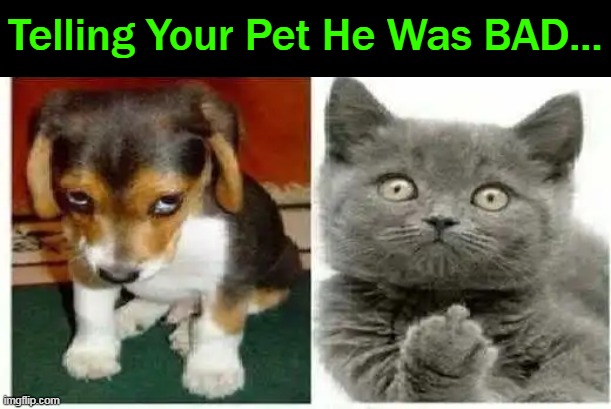 The Difference Between Dogs & Cats | Telling Your Pet He Was BAD... | image tagged in fun,dogs and cats,big difference,lol,true,sorry not sorry | made w/ Imgflip meme maker