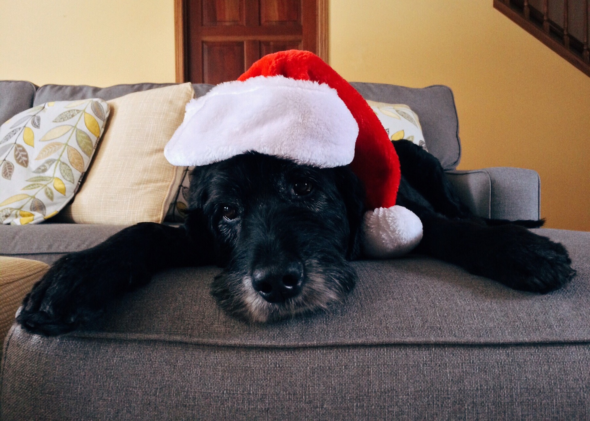 Christmas dog Blank Meme Template