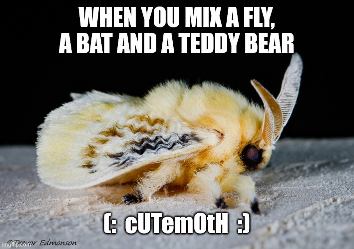 cUTeMoTH | image tagged in cute,moths | made w/ Imgflip meme maker