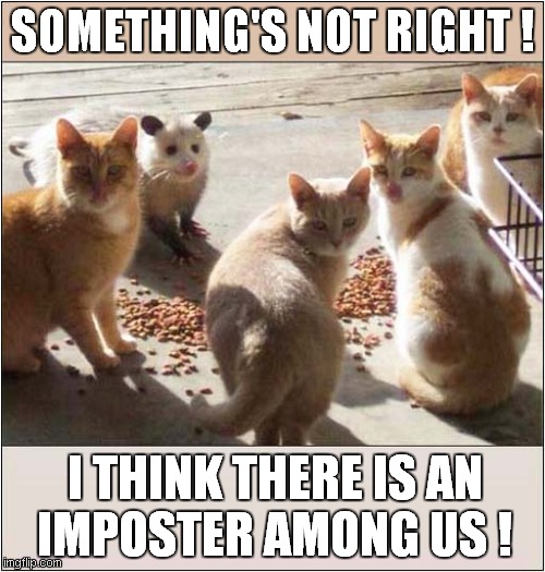 Suspicious Cats ? | SOMETHING'S NOT RIGHT ! I THINK THERE IS AN
IMPOSTER AMONG US ! | image tagged in cats,suspicious,possom,imposter | made w/ Imgflip meme maker