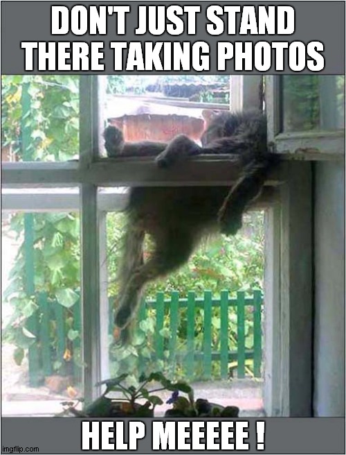 One Wedged In Cat Needs Assistance ! | DON'T JUST STAND THERE TAKING PHOTOS; HELP MEEEEE ! | image tagged in cats,stuck,help me | made w/ Imgflip meme maker