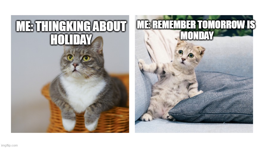 Tomorrow is Sunday | ME: REMEMBER TOMORROW IS 
MONDAY; ME: THINGKING ABOUT
HOLIDAY | image tagged in confused cats,sunday,holiday | made w/ Imgflip meme maker