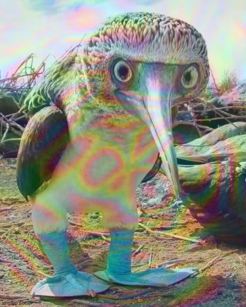 Drugged Booby | image tagged in drugged booby | made w/ Imgflip meme maker