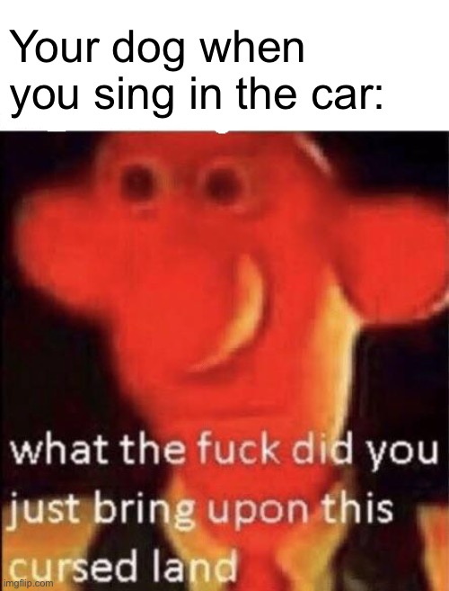 Wallace cursed land | Your dog when you sing in the car: | image tagged in wallace cursed land | made w/ Imgflip meme maker