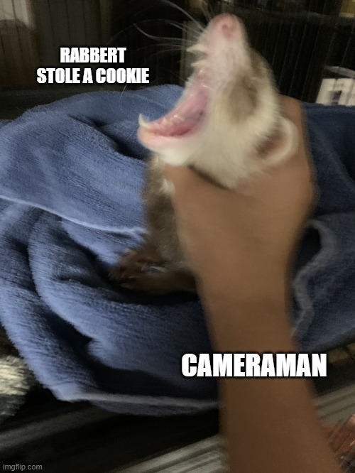 go watch rabbert btw | RABBERT STOLE A COOKIE; CAMERAMAN | image tagged in ferret getting choked | made w/ Imgflip meme maker