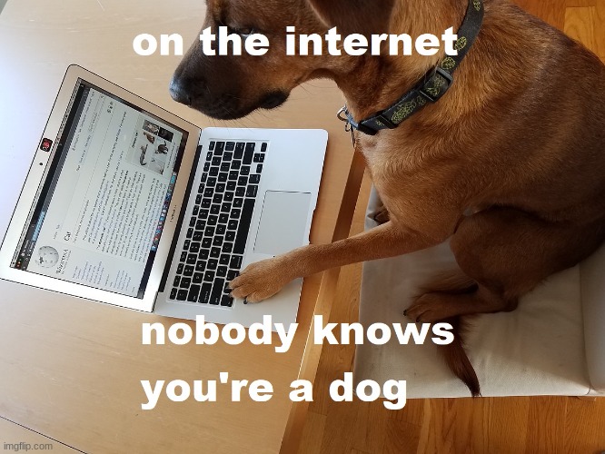 dog on internet | image tagged in doge,lol,internet,gamer | made w/ Imgflip meme maker