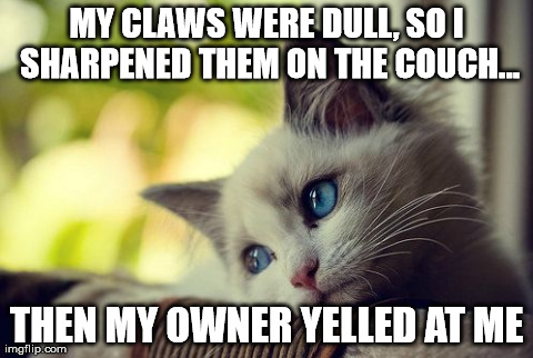 First World Problems Cat | MY CLAWS WERE DULL, SO I SHARPENED THEM ON THE COUCH... THEN MY OWNER YELLED AT ME | image tagged in memes,first world problems cat | made w/ Imgflip meme maker