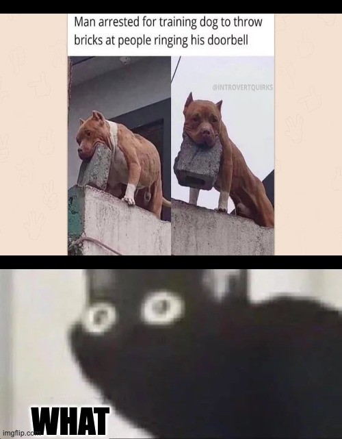 brick boi | WHAT | image tagged in memes | made w/ Imgflip meme maker