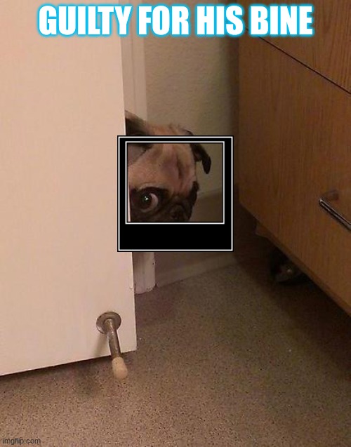 Guilty Pug | GUILTY FOR HIS BINE | image tagged in guilty pug | made w/ Imgflip meme maker