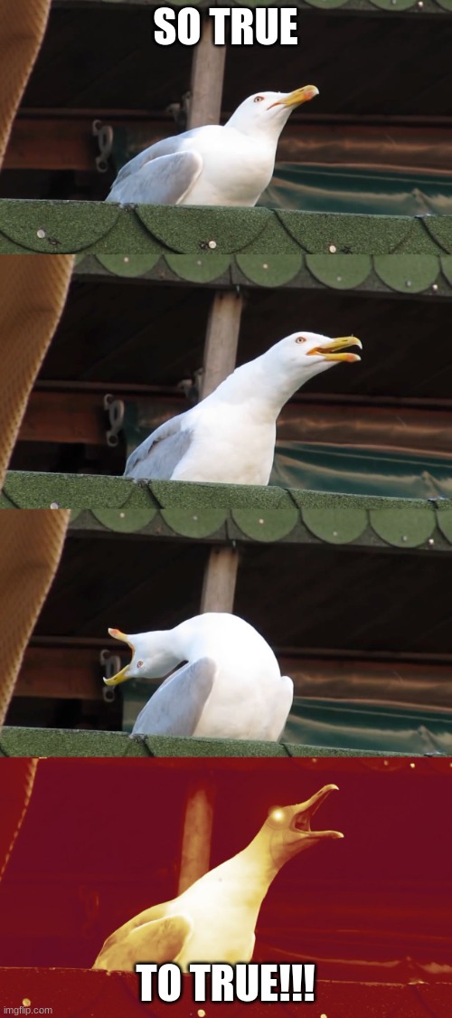Laughing seagull | SO TRUE TO TRUE!!! | image tagged in laughing seagull | made w/ Imgflip meme maker