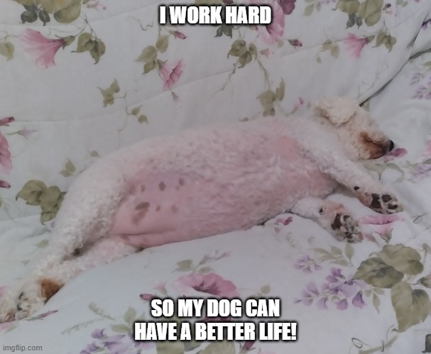 I work hard so my dog can have a better life! | I WORK HARD; SO MY DOG CAN HAVE A BETTER LIFE! | image tagged in dog,bichon,work hard,better life | made w/ Imgflip meme maker