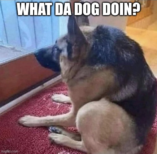 what da dog doin? | WHAT DA DOG DOIN? | image tagged in what the dog doin | made w/ Imgflip meme maker