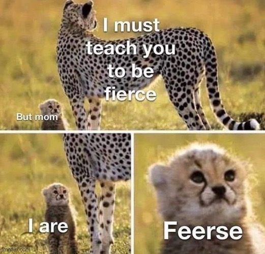 FEERCE | image tagged in cats,cute,animals | made w/ Imgflip meme maker