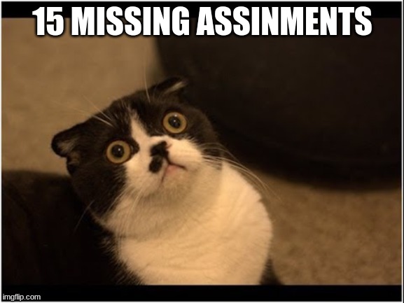 15 MISSING ASSINMENTS | image tagged in cats | made w/ Imgflip meme maker