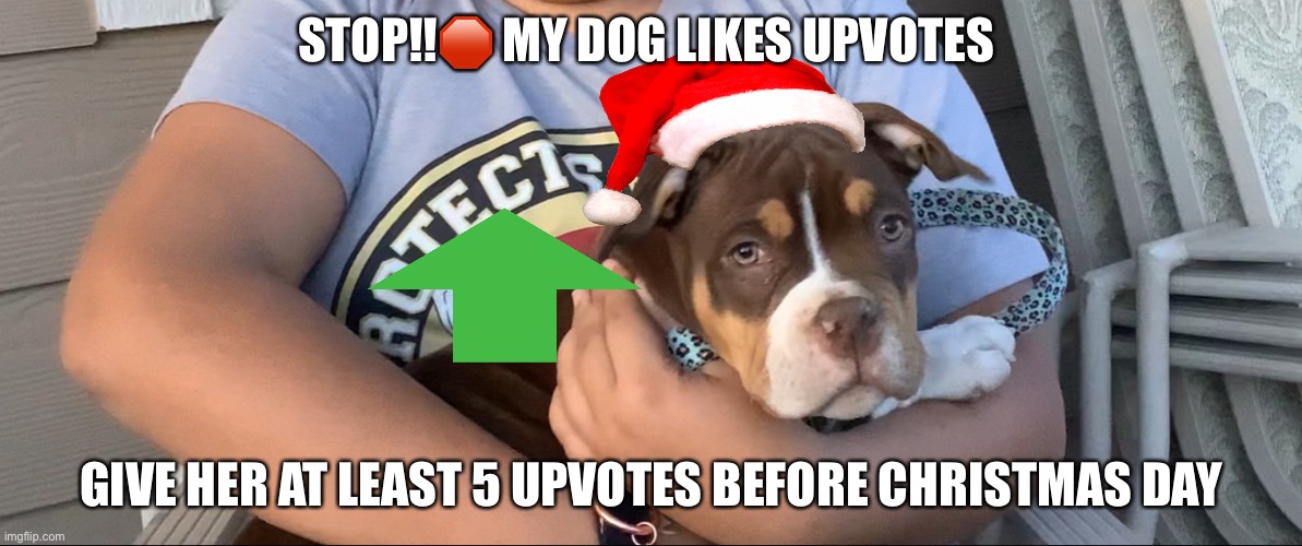 STOP ?✋ | STOP!!🛑 MY DOG LIKES UPVOTES; GIVE HER AT LEAST 5 UPVOTES BEFORE CHRISTMAS DAY | image tagged in dogs | made w/ Imgflip meme maker