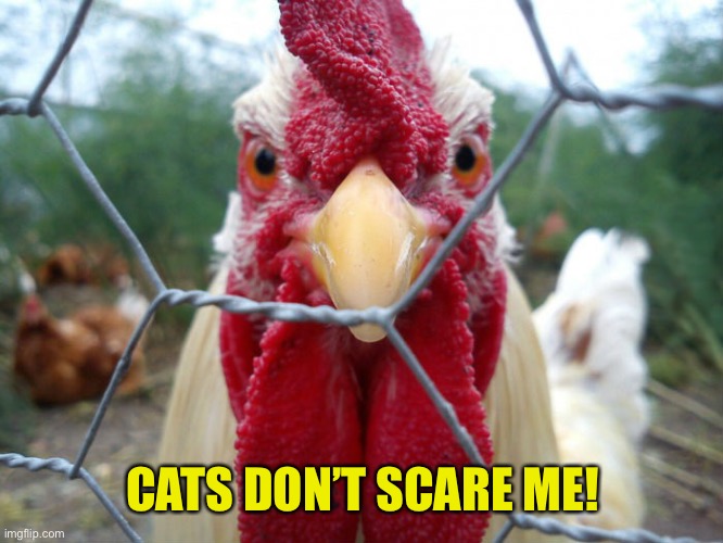 mean chicken | CATS DON’T SCARE ME! | image tagged in mean chicken | made w/ Imgflip meme maker