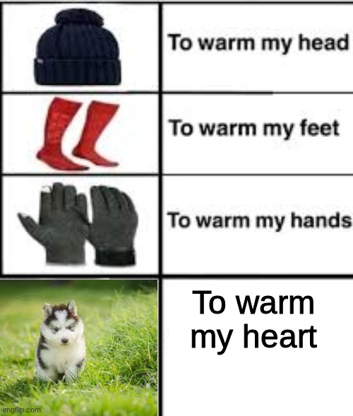to warm my heart | To warm my heart | image tagged in to warm my x,memes,dog,cute,heart | made w/ Imgflip meme maker
