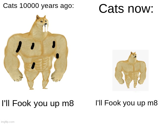 They can fook u up | Cats 10000 years ago:; Cats now:; I'll Fook you up m8; I'll Fook you up m8 | image tagged in memes,buff doge vs cheems | made w/ Imgflip meme maker