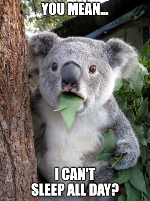 I love Koalas :] |  YOU MEAN... I CAN'T SLEEP ALL DAY? | image tagged in memes,surprised koala | made w/ Imgflip meme maker