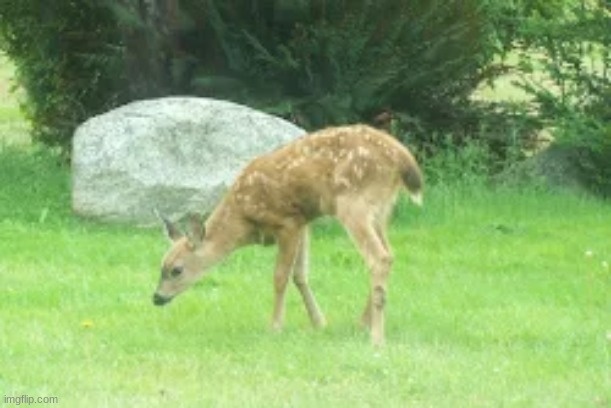 My dad works at a college and on my way up there I took this | image tagged in deer,baby,cute animals,animals | made w/ Imgflip meme maker