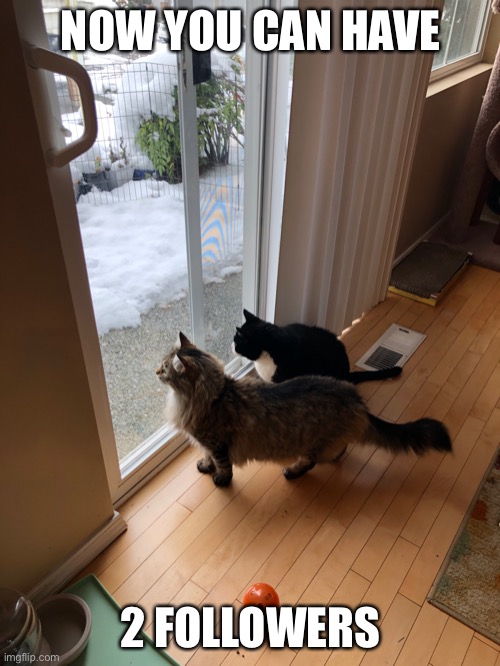 2 followers | NOW YOU CAN HAVE 2 FOLLOWERS | image tagged in 2 cats looking at snow,followers,follow,follower | made w/ Imgflip meme maker