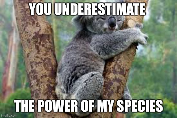 The Power of Sleep | YOU UNDERESTIMATE; THE POWER OF MY SPECIES | image tagged in koala sleeping,sleep,power,you underestimate my power | made w/ Imgflip meme maker