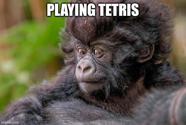 Tetris Monkey | PLAYING TETRIS | image tagged in funny | made w/ Imgflip meme maker