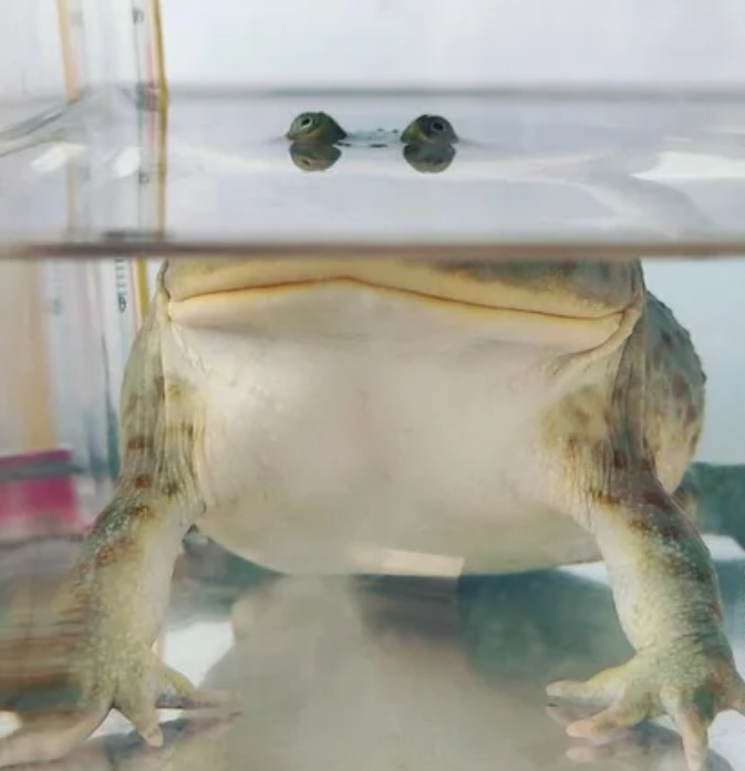 Frog Eyes Blank Meme Template