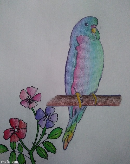 So my gf drew this bird for me and I decided to color it, I think it turned out neat :) | image tagged in princevince64,i cant draw animals,idk how she does it lol | made w/ Imgflip meme maker