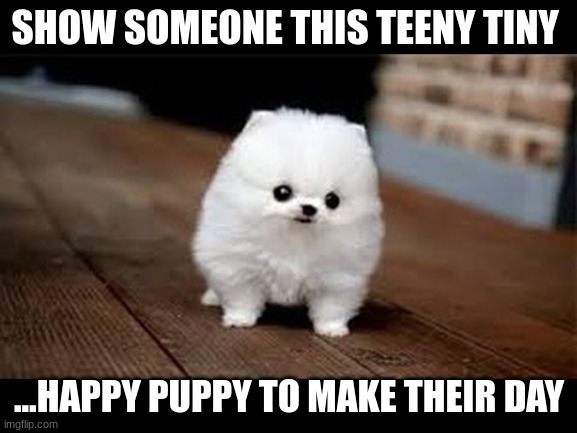Cute dog | SHOW SOMEONE THIS TEENY TINY; ...HAPPY PUPPY TO MAKE THEIR DAY | image tagged in teeny tiny dog,cute dog | made w/ Imgflip meme maker
