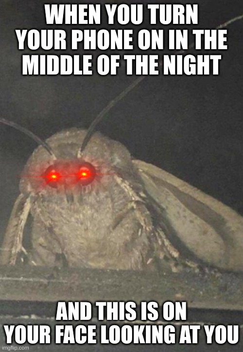 scary moth boi |  WHEN YOU TURN YOUR PHONE ON IN THE MIDDLE OF THE NIGHT; AND THIS IS ON YOUR FACE LOOKING AT YOU | image tagged in moth,wtf is that | made w/ Imgflip meme maker