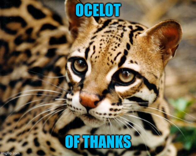 Obvious Ocelot | OCELOT OF THANKS | image tagged in obvious ocelot | made w/ Imgflip meme maker