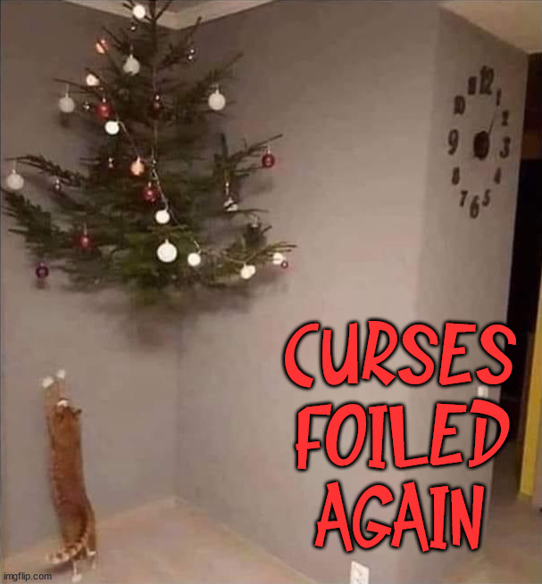 CURSES FOILED AGAIN | image tagged in cats | made w/ Imgflip meme maker