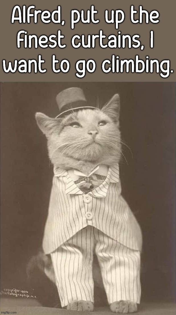 Handsome lad | Alfred, put up the 
finest curtains, I 
want to go climbing. | image tagged in cats,alfred,rich,curtains | made w/ Imgflip meme maker
