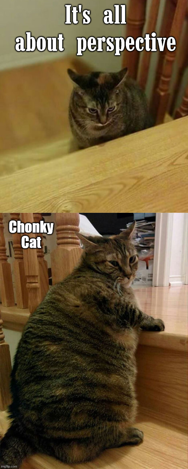 It's all about perspective; Chonky
Cat | image tagged in cats | made w/ Imgflip meme maker