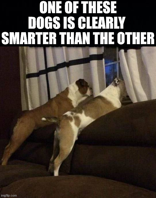 ONE OF THESE DOGS IS CLEARLY 
SMARTER THAN THE OTHER | image tagged in dogs | made w/ Imgflip meme maker