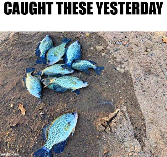 crappies | CAUGHT THESE YESTERDAY | image tagged in fishing,crappies | made w/ Imgflip meme maker