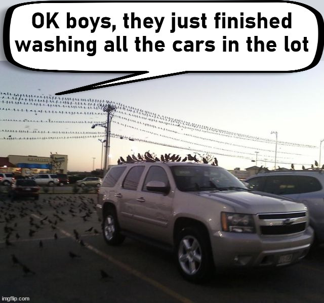 Always gets bird poop when you wash your vehicle. | image tagged in frontpage,birds | made w/ Imgflip meme maker